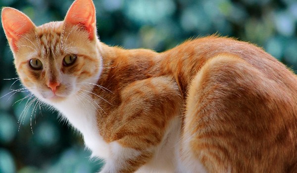 Czy rozpoznasz koty z pierwszego tomu wojwoników?