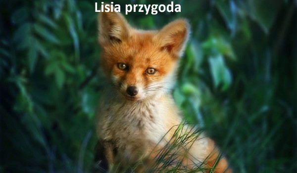 Lisia przygoda – *Rozdział 4*