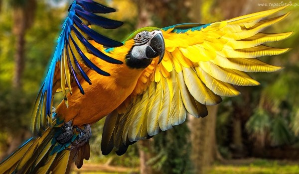 Czy znasz gatunki papug ? Extreme level tylko experć