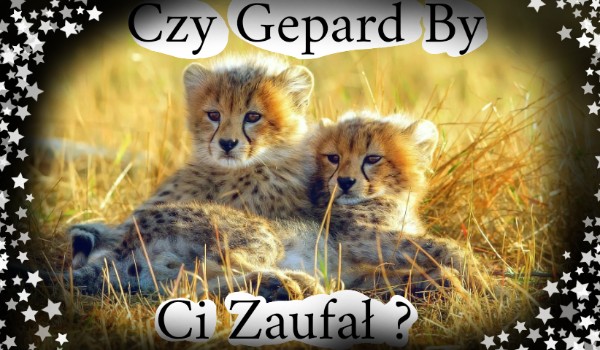 Czy Gepard By Ci Zaufał ?
