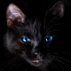 Julcat