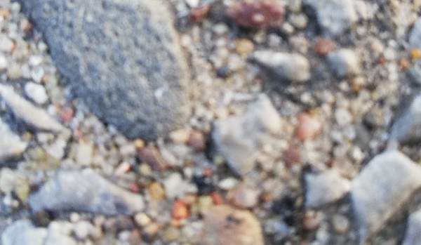 How well do you know Norris nuts?