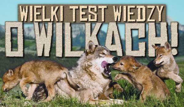 Wielki test wiedzy o wilkach!