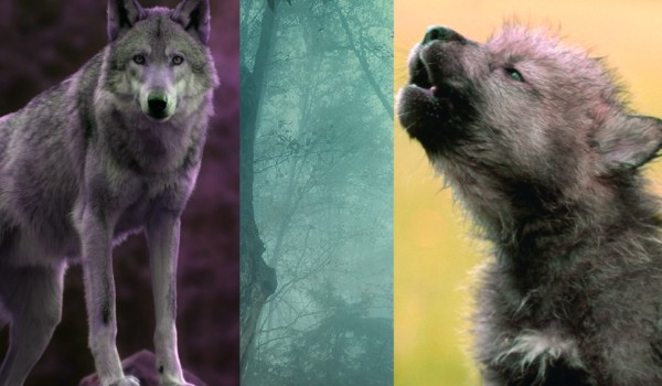 Jako wilk, byłbyś/byłabyś małym wilczkiem czy dorosłym wilkiem