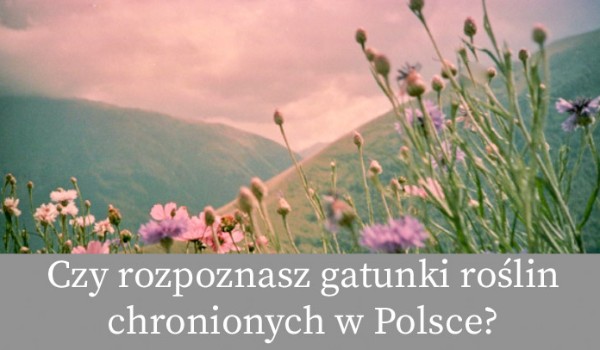 Czy rozpoznasz gatunki roślin chronionych w Polsce?