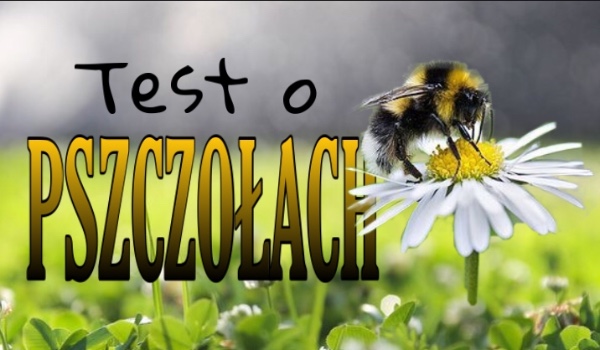 Test o pszczołach!
