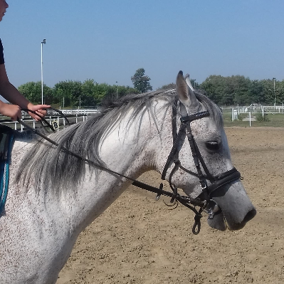 XXHORSESXX