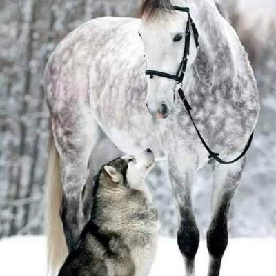 Paulina.horses