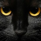 _Creepy_Shadow_