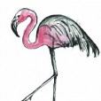flamingi1213