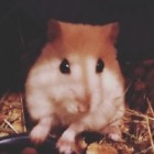 Dusia4