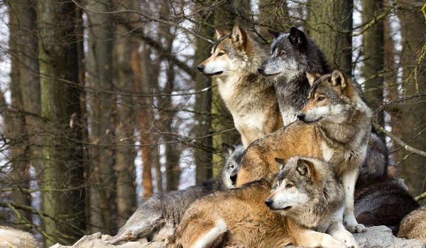 Jakim wilkiem jesteś?