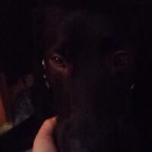 BlackLaady
