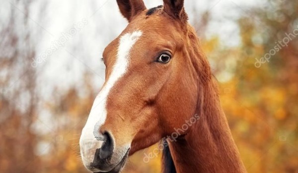 Rozpoznasz konie