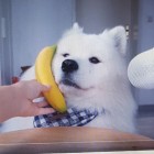 zochacz
