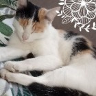 antonina.cats