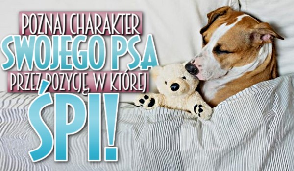 Poznaj charakter swojego psa przez pozycje, w której śpi!