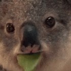 Koala303
