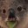 Koala303