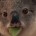 Koala303