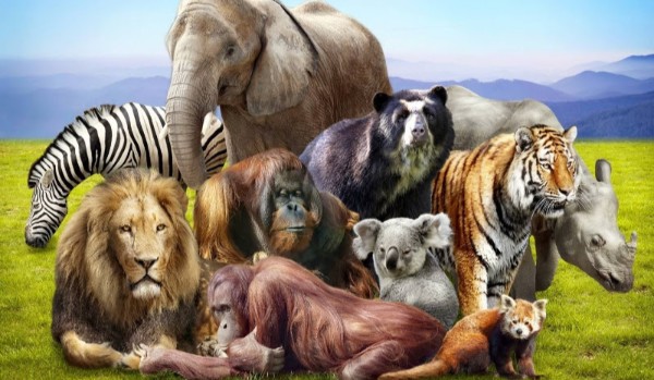 Jakim zwierzęciem jesteś?
