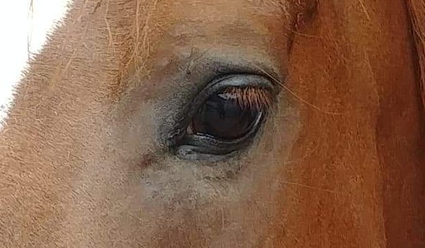 Test Jak dobrze znasz konie?