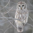 white_owl