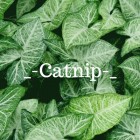 _-Catnip-_