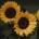 __Sunflower