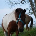 Horsesismylive