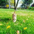 Chrupek_231