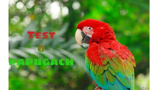 Ile wiesz o papugach ?