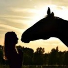 horse28