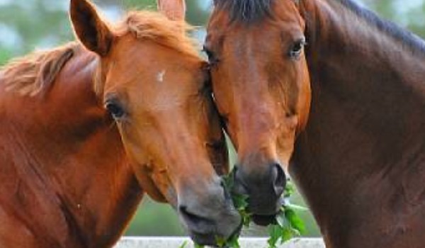 Czy twój koń cię kocha?