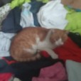 cat_gucio