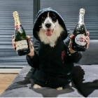 Underdog_Zbieram_na_100_Obs_