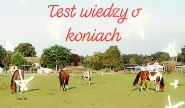 Test wiedzy o koniach!