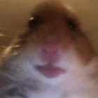 Queen_of_memes