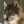 Norwegianwolf