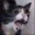 FunnyCat