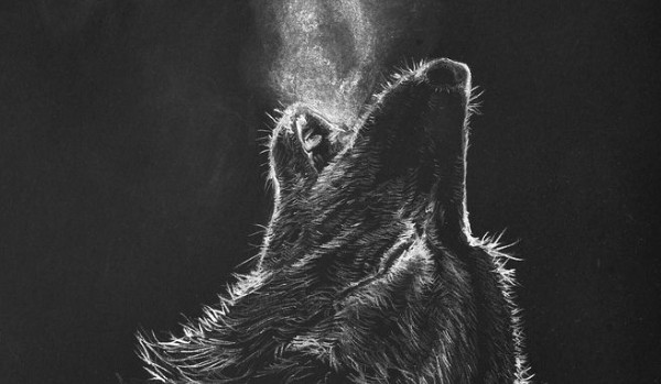 Czarny wilk #8
