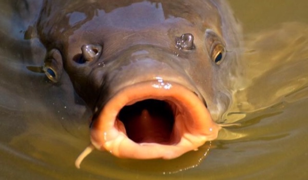 Jaką rybą jesteś?