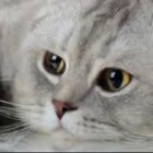 Plemie_Jasnej_Blyskawicy