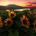 Sun_flower_