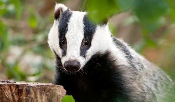 zgadywanka 4 (12 PYTAŃ + 1 GRATIS)