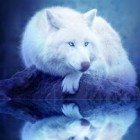 WhiteWolf_