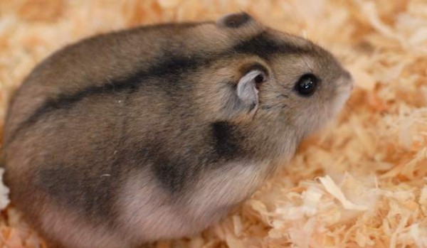 Czy powinieneś mieć chomika?