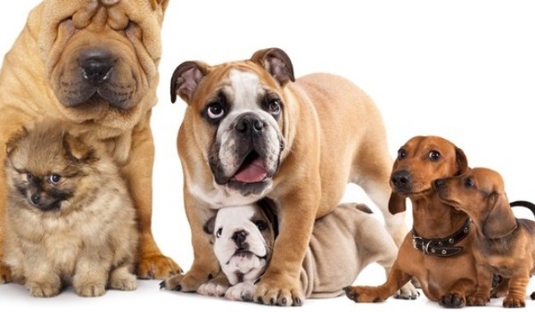 Czy rozpoznasz  rase psa w  10 sekund?