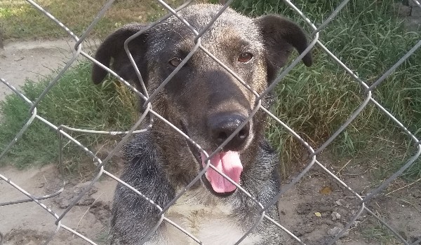 Co wiesz o mojim psie