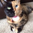 KiaraCats